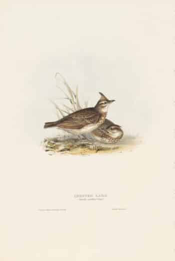 Gould Birds of Europe, Pl. 165 Crested Lark