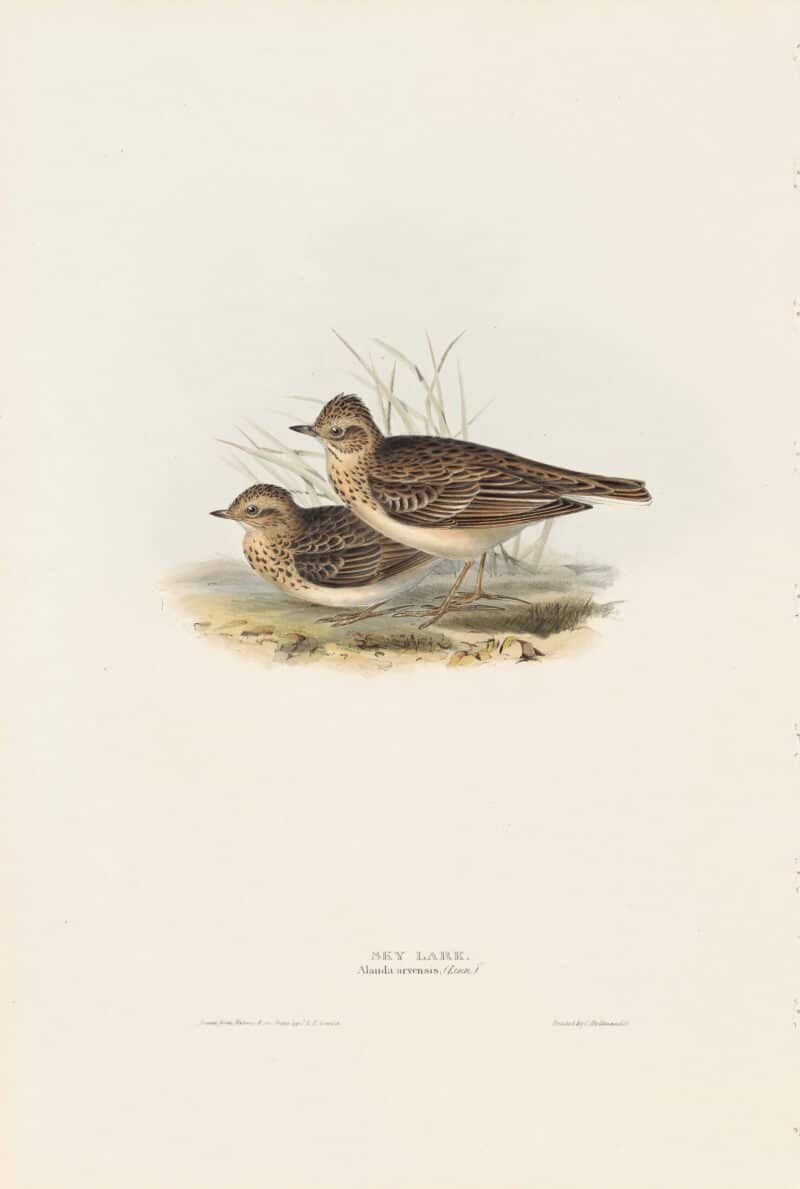 Gould Birds of Europe, Pl. 166 Sky Lark