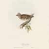Gould Birds of Europe, Pl. 167 Wood Lark