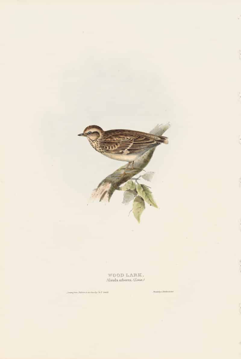 Gould Birds of Europe, Pl. 167 Wood Lark