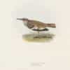 Gould Birds of Europe, Pl. 168 Bifasciated Lark