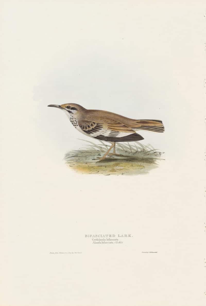 Gould Birds of Europe, Pl. 168 Bifasciated Lark