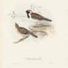 Gould Birds of Europe, Pl. 169 Lark-heeled Bunting
