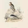 Gould Birds of Europe, Pl. 170 Snow Bunting