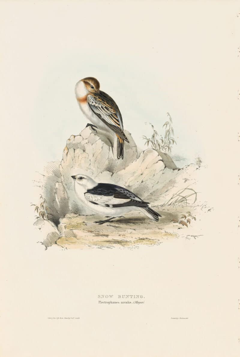 Gould Birds of Europe, Pl. 170 Snow Bunting