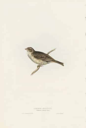 Gould Birds of Europe, Pl. 171 Common Bunting