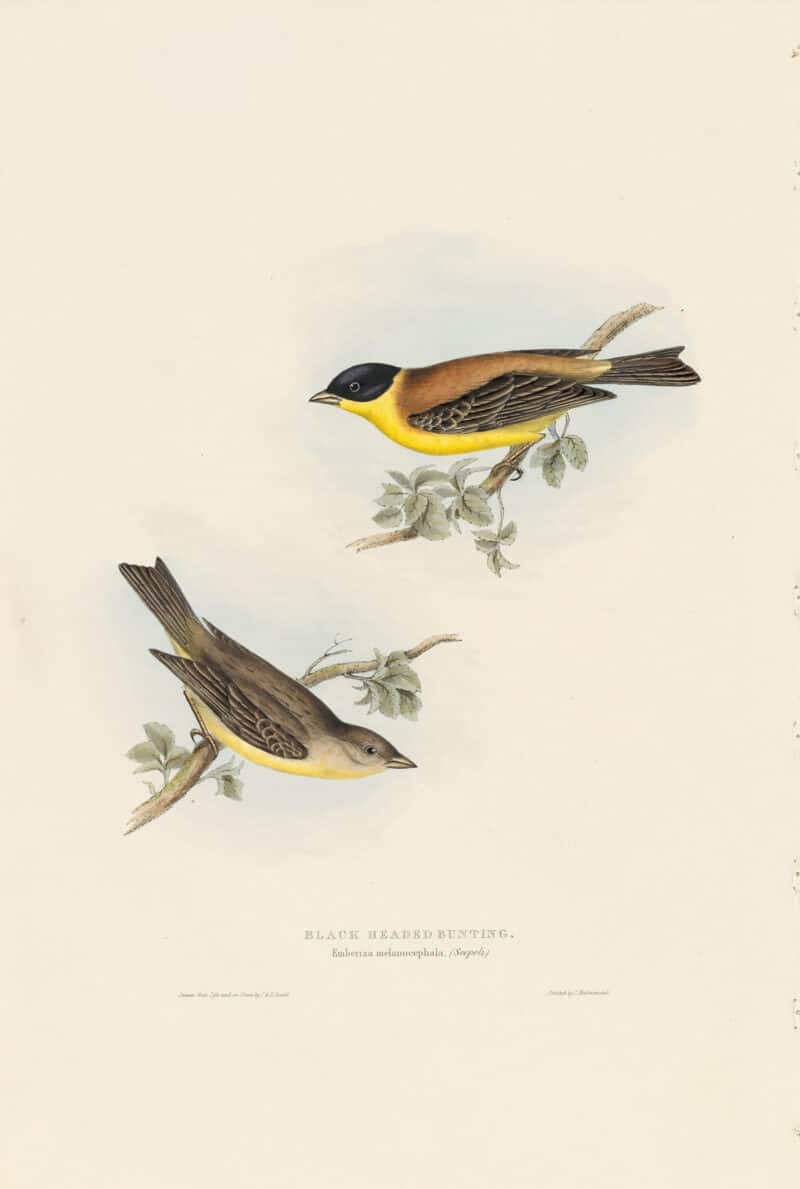 Gould Birds of Europe, Pl. 172 Black-headed Bunting