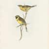 Gould Birds of Europe, Pl. 175 Cirl Bunting