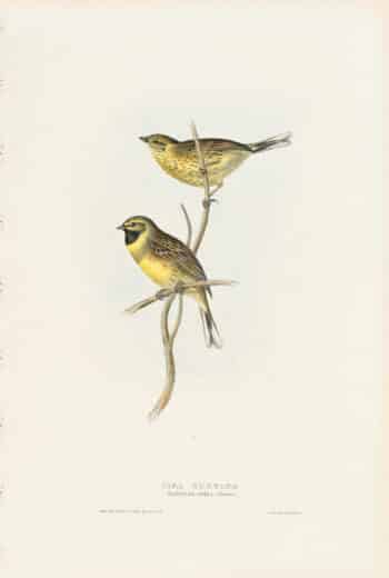 Gould Birds of Europe, Pl. 175 Cirl Bunting