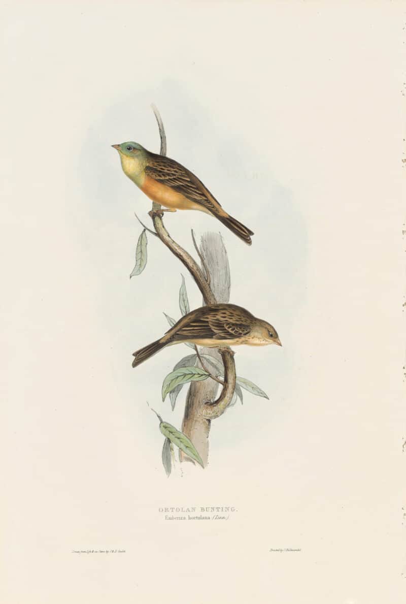 Gould Birds of Europe, Pl. 176 Ortolan Bunting