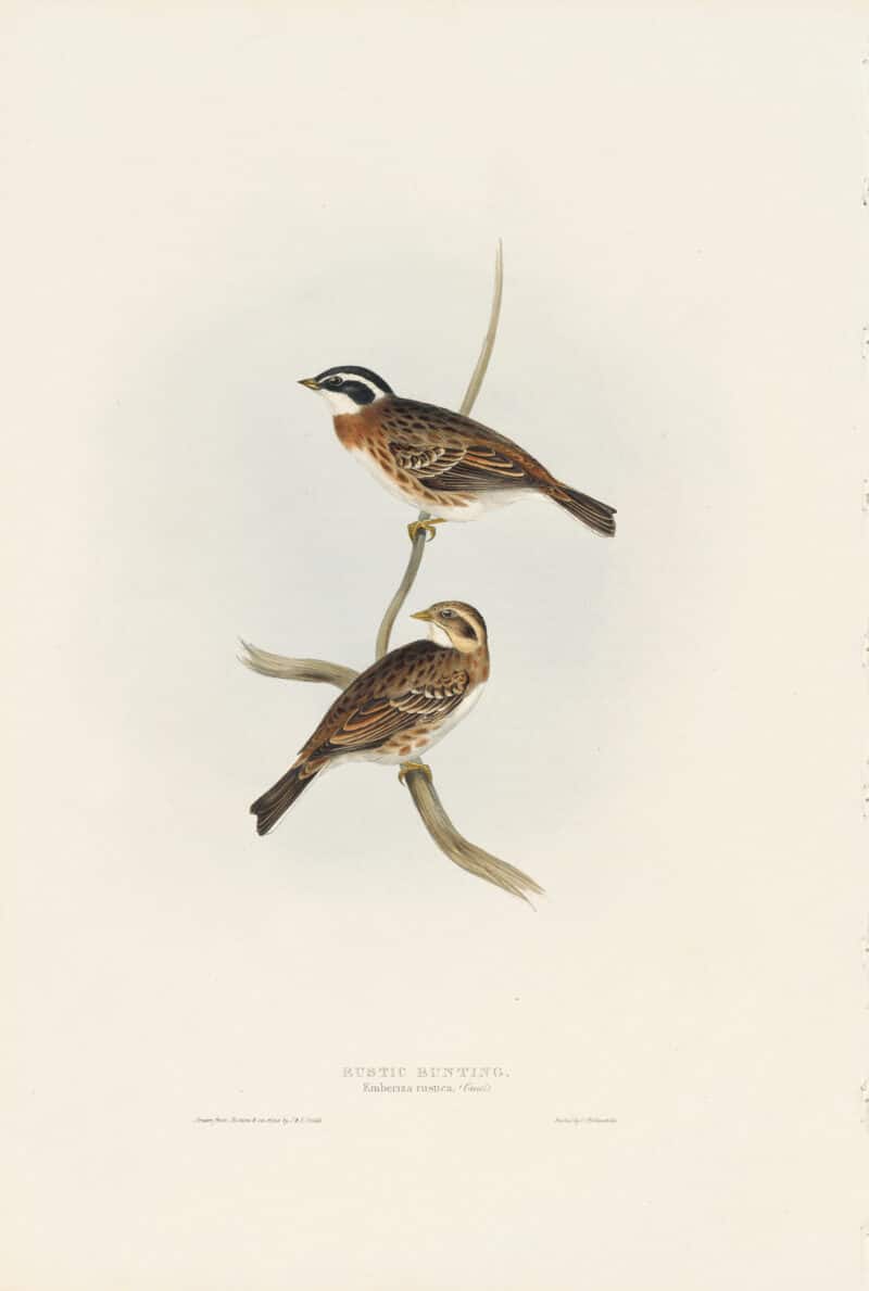 Gould Birds of Europe, Pl. 177 Rustic Bunting