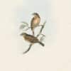Gould Birds of Europe, Pl. 178 Lesbian Bunting
