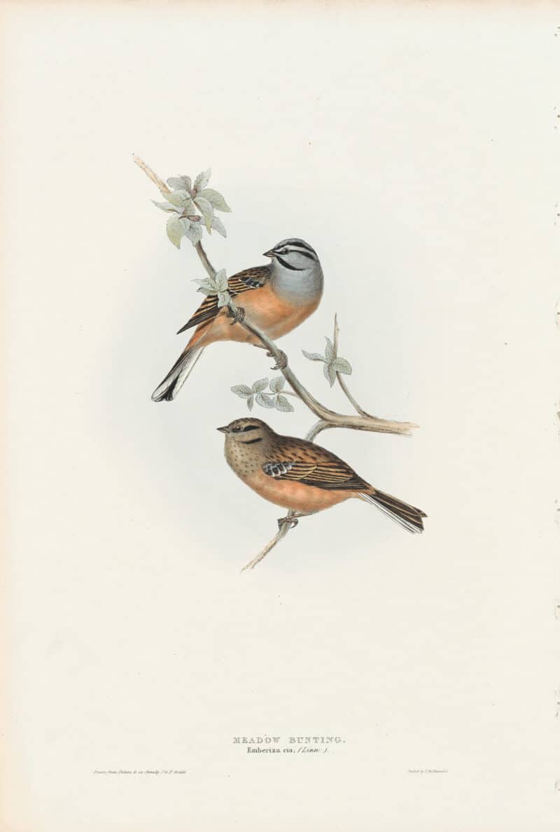 Gould Birds of Europe, Pl. 179 Meadow Bunting