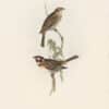 Gould Birds of Europe, Pl. 180 Pine Bunting