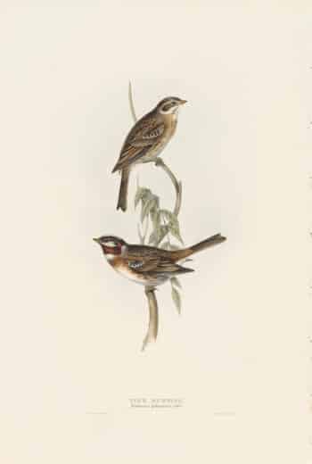 Gould Birds of Europe, Pl. 180 Pine Bunting