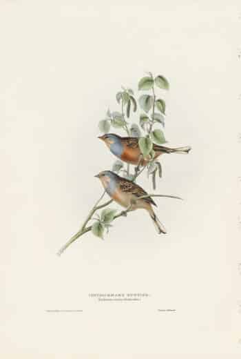 Gould Birds of Europe, Pl. 181 Cretzschmar's Bunting