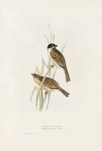 Gould Birds of Europe, Pl. 182 Marsh Bunting