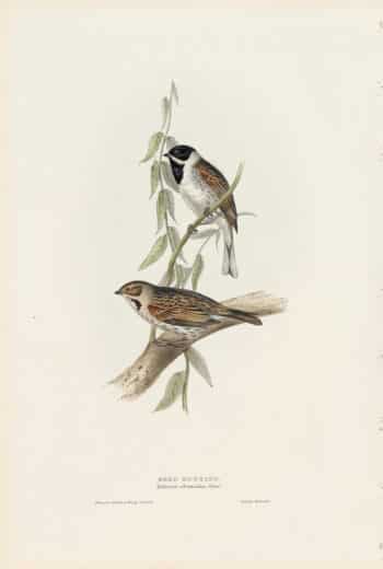 Gould Birds of Europe, Pl. 183 Reed Bunting