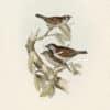 Gould Birds of Europe, Pl. 184 Common Sparrow, Tree Sparrow