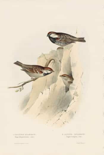 Gould Birds of Europe, Pl. 185 Spanish Sparrow, Alpine Sparrow