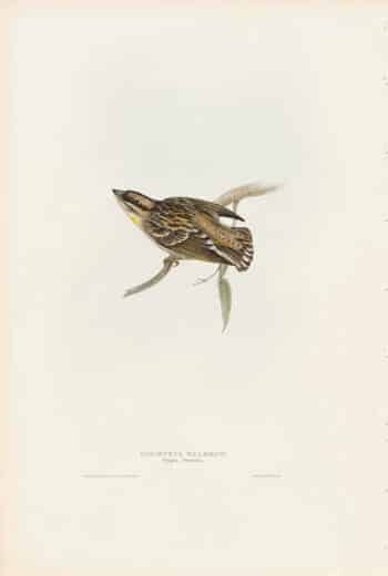 Gould Birds of Europe, Pl. 186 Doubtful Sparrow
