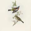 Gould Birds of Europe, Pl. 187 Chaffinch