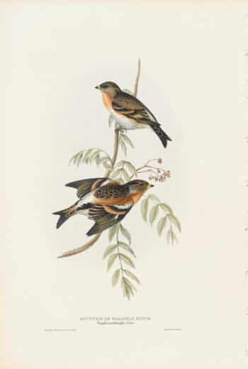 Gould Birds of Europe, Pl. 188 Mountain or Bramble Finch
