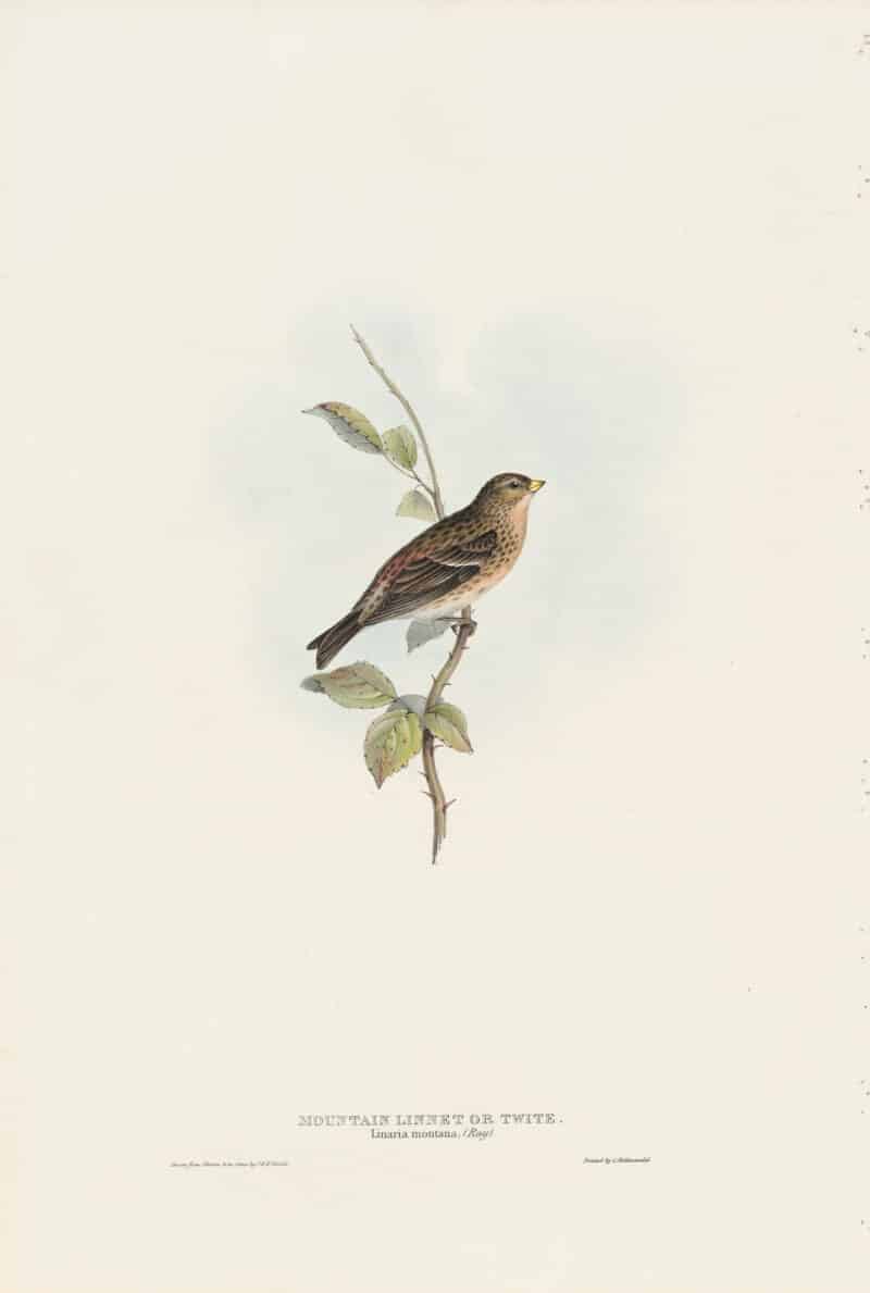 Gould Birds of Europe, Pl. 192 Mountain Linnet or Twite