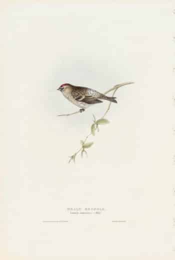 Gould Birds of Europe, Pl. 193 Mealy Redpole