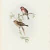 Gould Birds of Europe, Pl. 194 Lesser Redpole