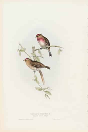 Gould Birds of Europe, Pl. 194 Lesser Redpole
