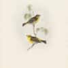 Gould Birds of Europe, Pl. 195 Serin Finch