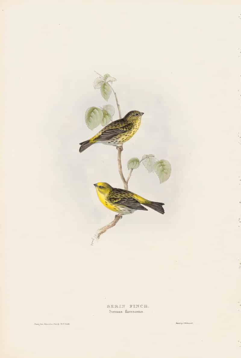 Gould Birds of Europe, Pl. 195 Serin Finch