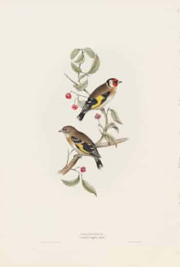 Gould Birds of Europe, Pl. 196 Goldfinch