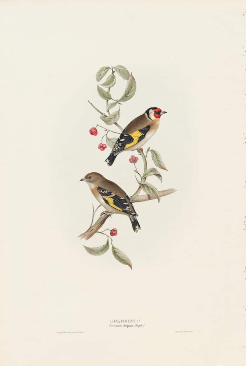 Gould Birds of Europe, Pl. 196 Goldfinch