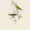 Gould Birds of Europe, Pl. 197 Siskin, Aberdevine