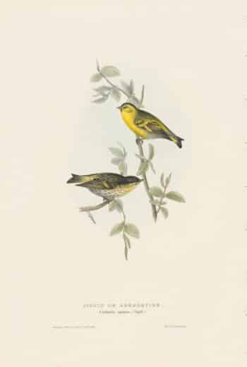 Gould Birds of Europe, Pl. 197 Siskin, Aberdevine