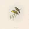 Gould Birds of Europe, Pl. 198 Citril Finch