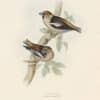 Gould Birds of Europe, Pl. 199 Hawfinch