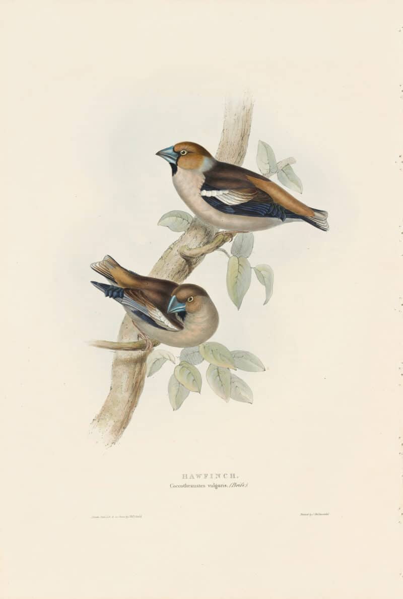 Gould Birds of Europe, Pl. 199 Hawfinch