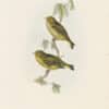 Gould Birds of Europe, Pl. 200 Green Grosbeak
