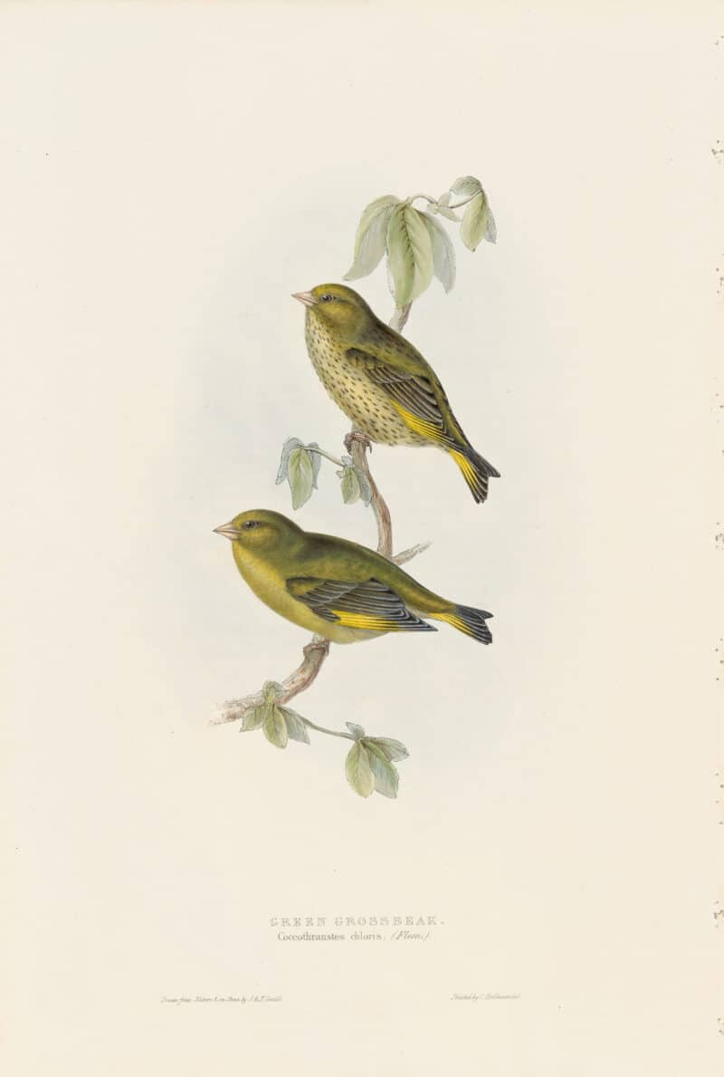 Gould Birds of Europe, Pl. 200 Green Grosbeak