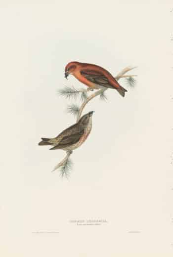 Gould Birds of Europe, Pl. 202 Common Crossbill