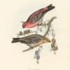Gould Birds of Europe, Pl. 204 Pine Grosbeak