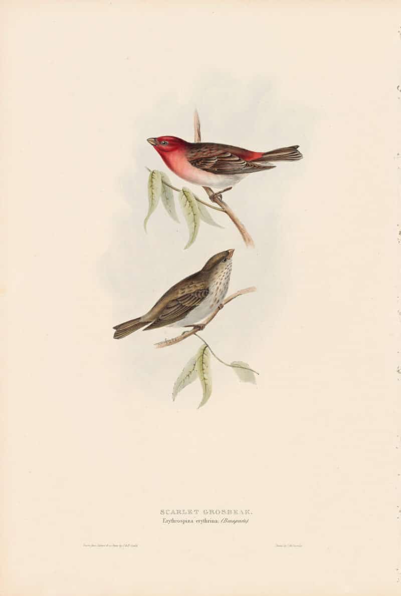 Gould Birds of Europe, Pl. 206 Scarlet Grosbeak