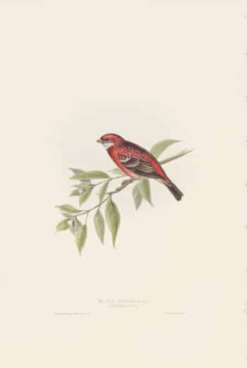 Gould Birds of Europe, Pl. 207 Rosy Grosbeak