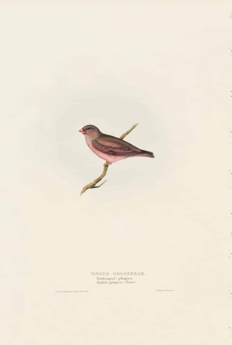 Gould Birds of Europe, Pl. 208 Vinous Grosbeak