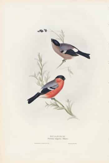 Gould Birds of Europe, Pl. 209 Bullfinch