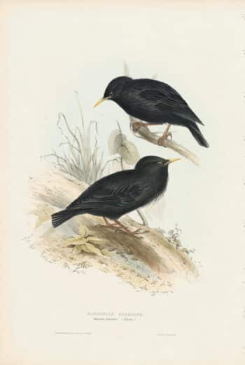 Gould Birds of Europe, Pl. 211 Sardinian Starling