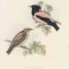 Gould Birds of Europe, Pl. 212 Rose-coloured Pastor
